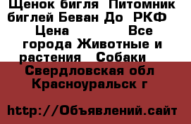 Щенок бигля. Питомник биглей Беван-До (РКФ) › Цена ­ 20 000 - Все города Животные и растения » Собаки   . Свердловская обл.,Красноуральск г.